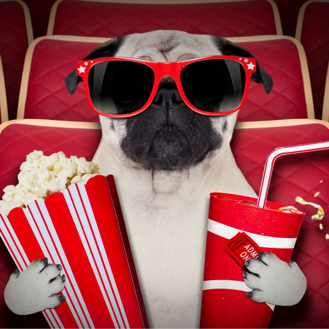 A puggy dog in sunglasses holding soft drink and popcorn